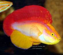 Image of Flame wrasse