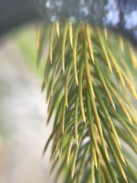 Image of Dacrydium guillauminii J. T. Buchholz