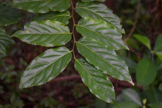 Sivun Microcos paniculata L. kuva