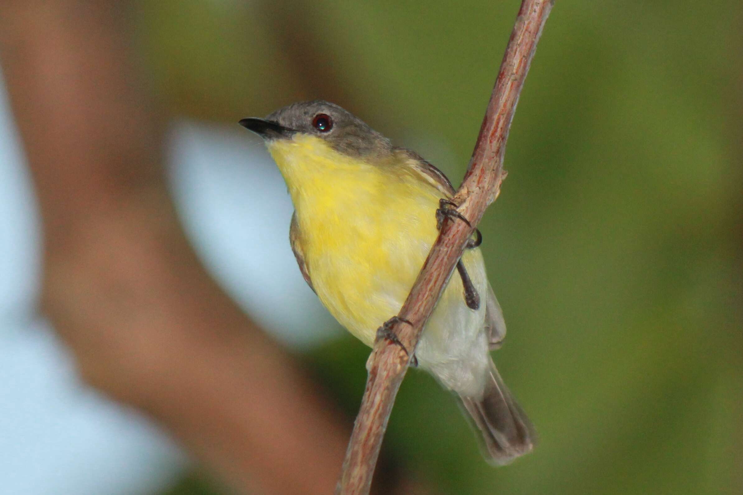 Image of Golden-bellied Gerygone