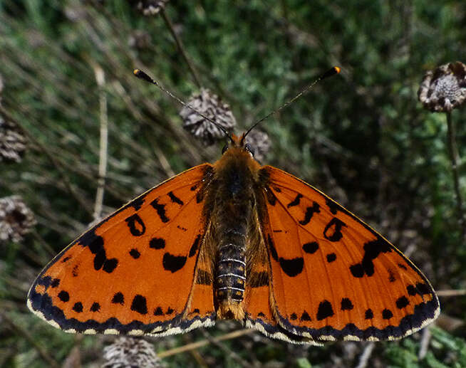 Image of Red-Band Fritillary