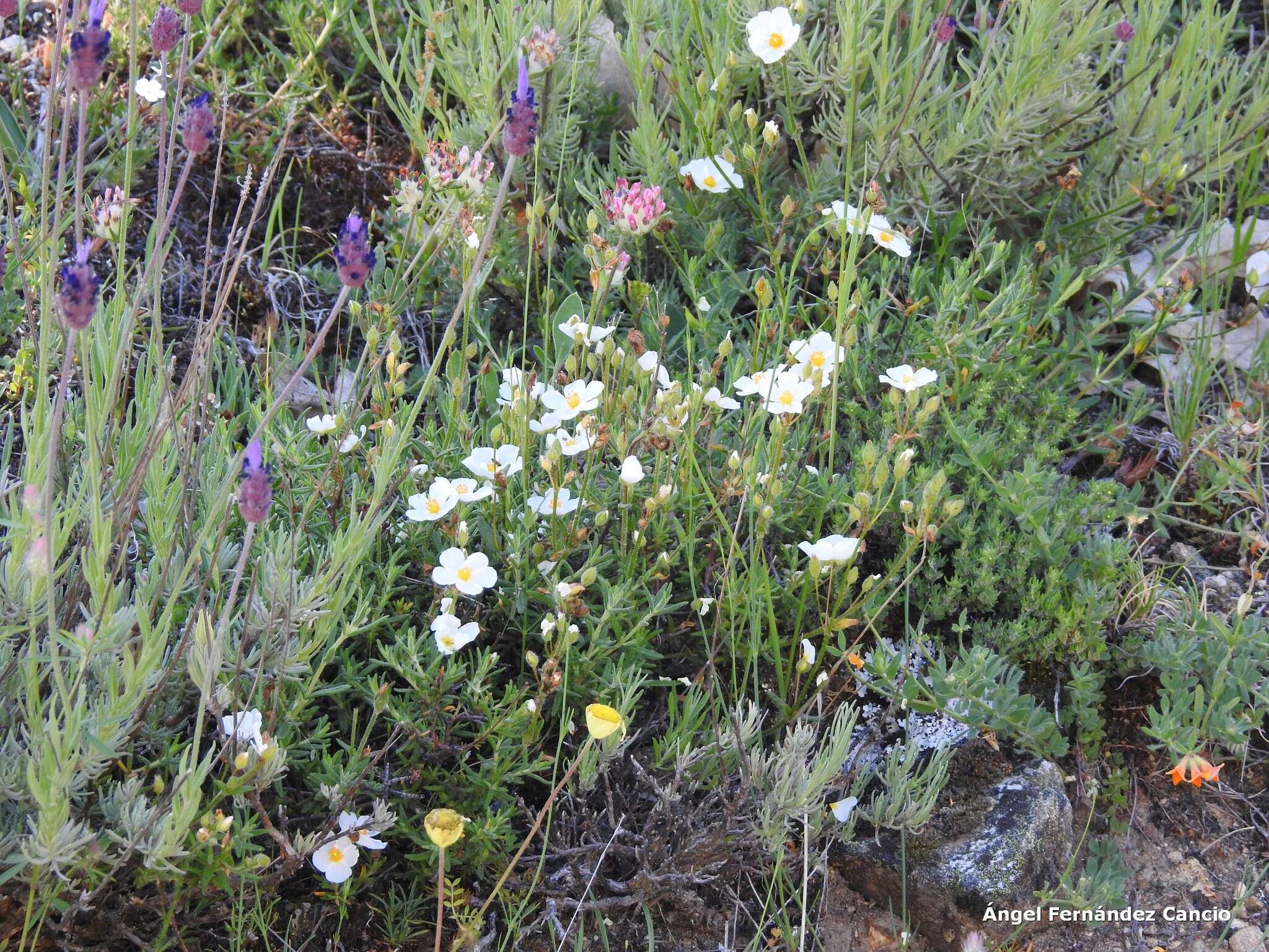 Image of Halimium umbellatum subsp. viscosum (Willk.) O. Bolós & Vigo