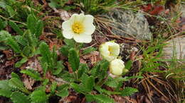 Imagem de Dryas octopetala subsp. oxyodonta (Juz.) Hult.