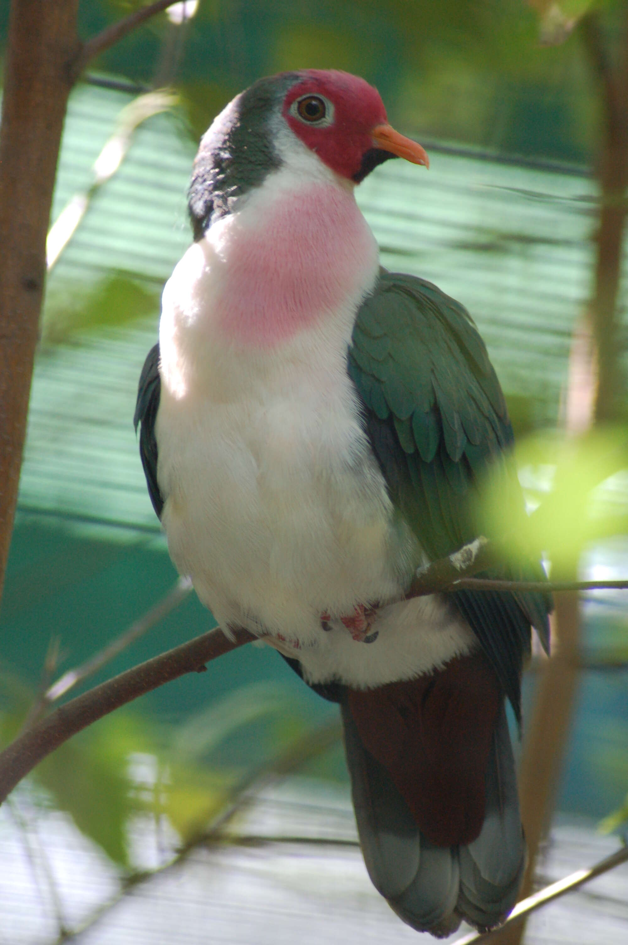 Image of Jambu Fruit Dove