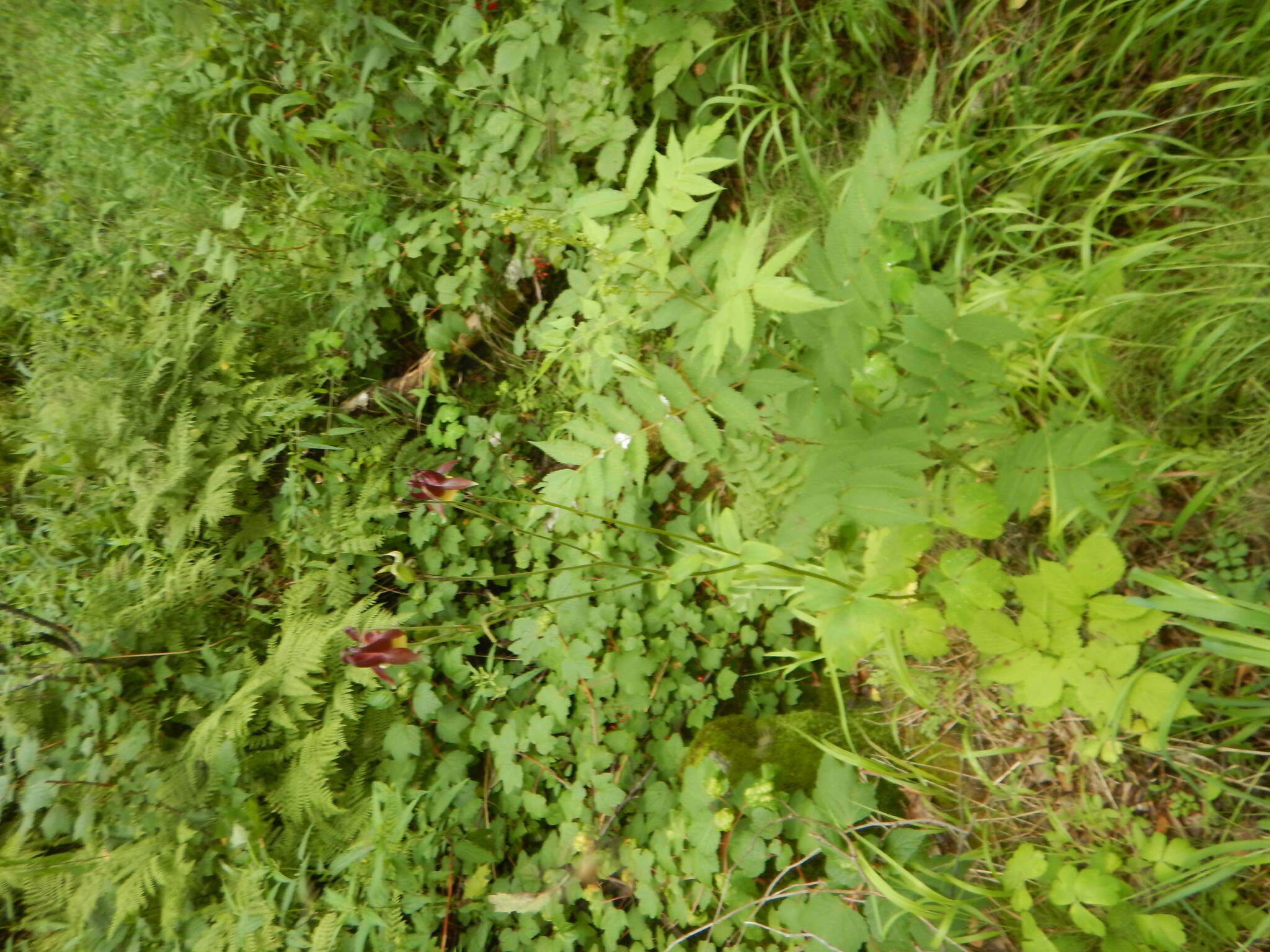 Image of Aquilegia oxysepala Trautv. & C. A. Mey.