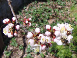 Prunus mandshurica (Maxim.) Koehne resmi