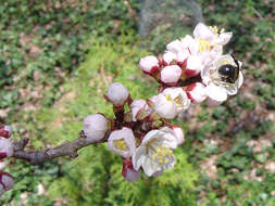 Слика од Prunus mandshurica (Maxim.) Koehne