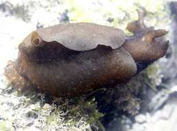 Image of walking sea hare