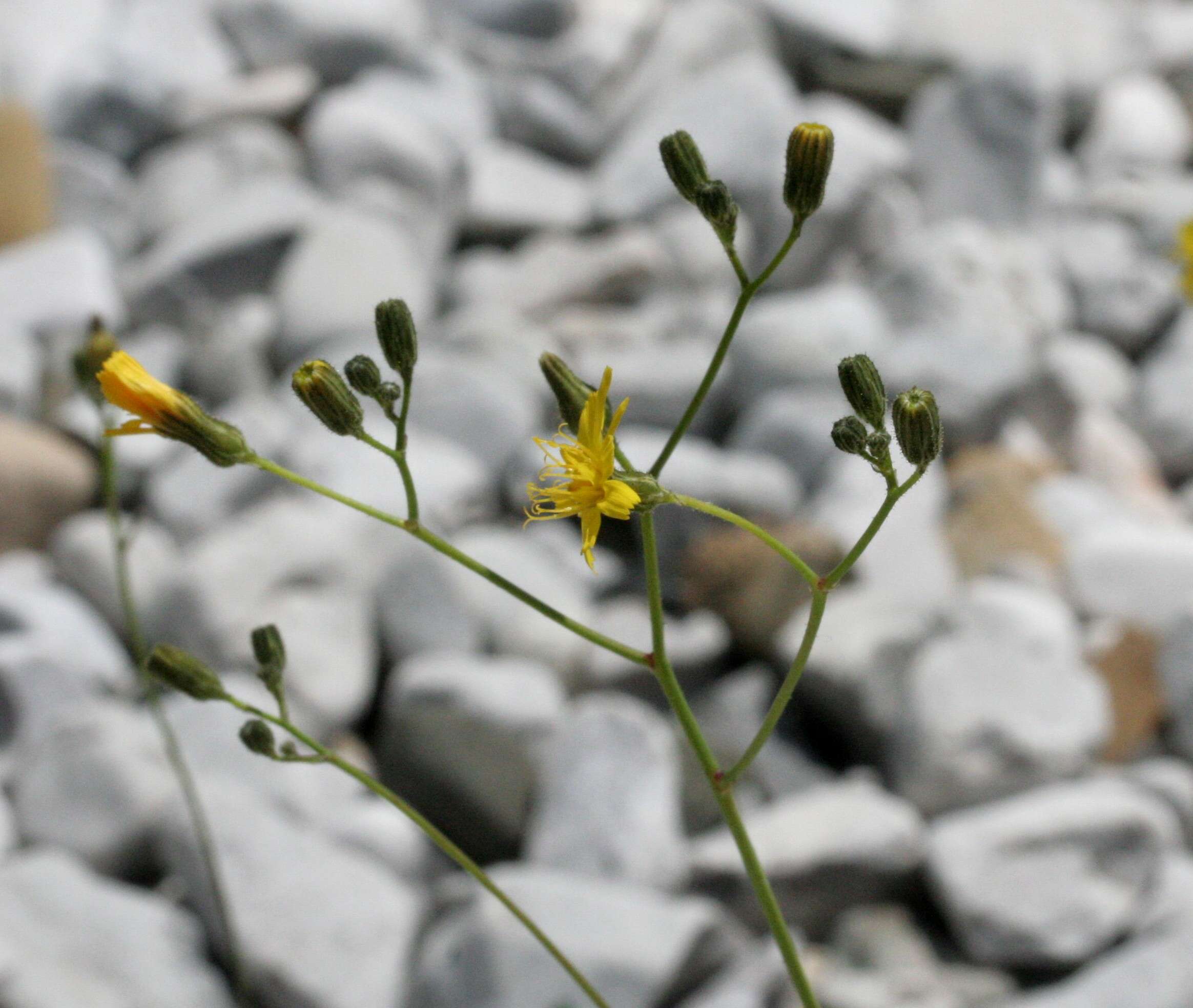 Imagem de Pilosella piloselloides (Vill.) Sojak