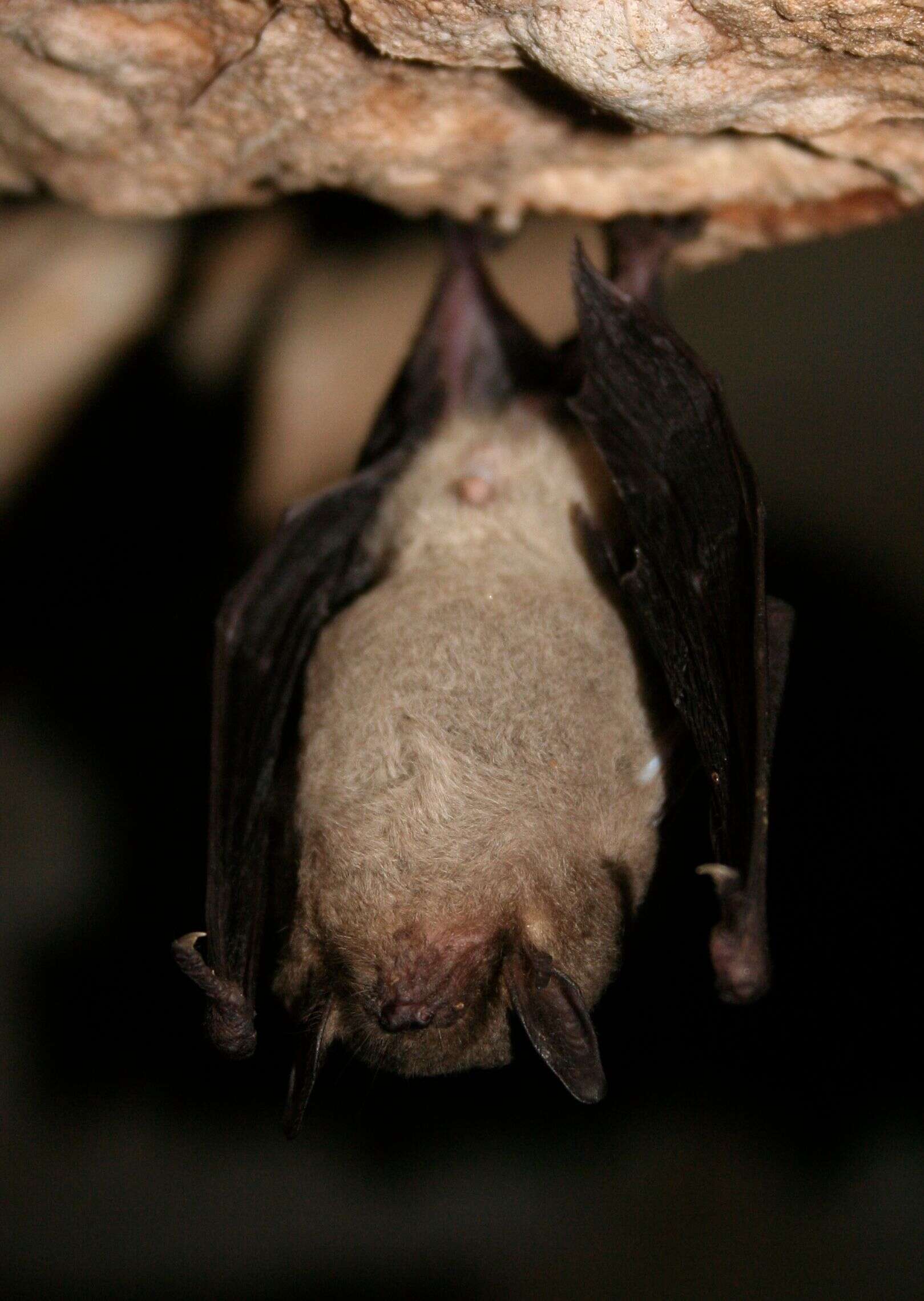 Image of Gray Myotis