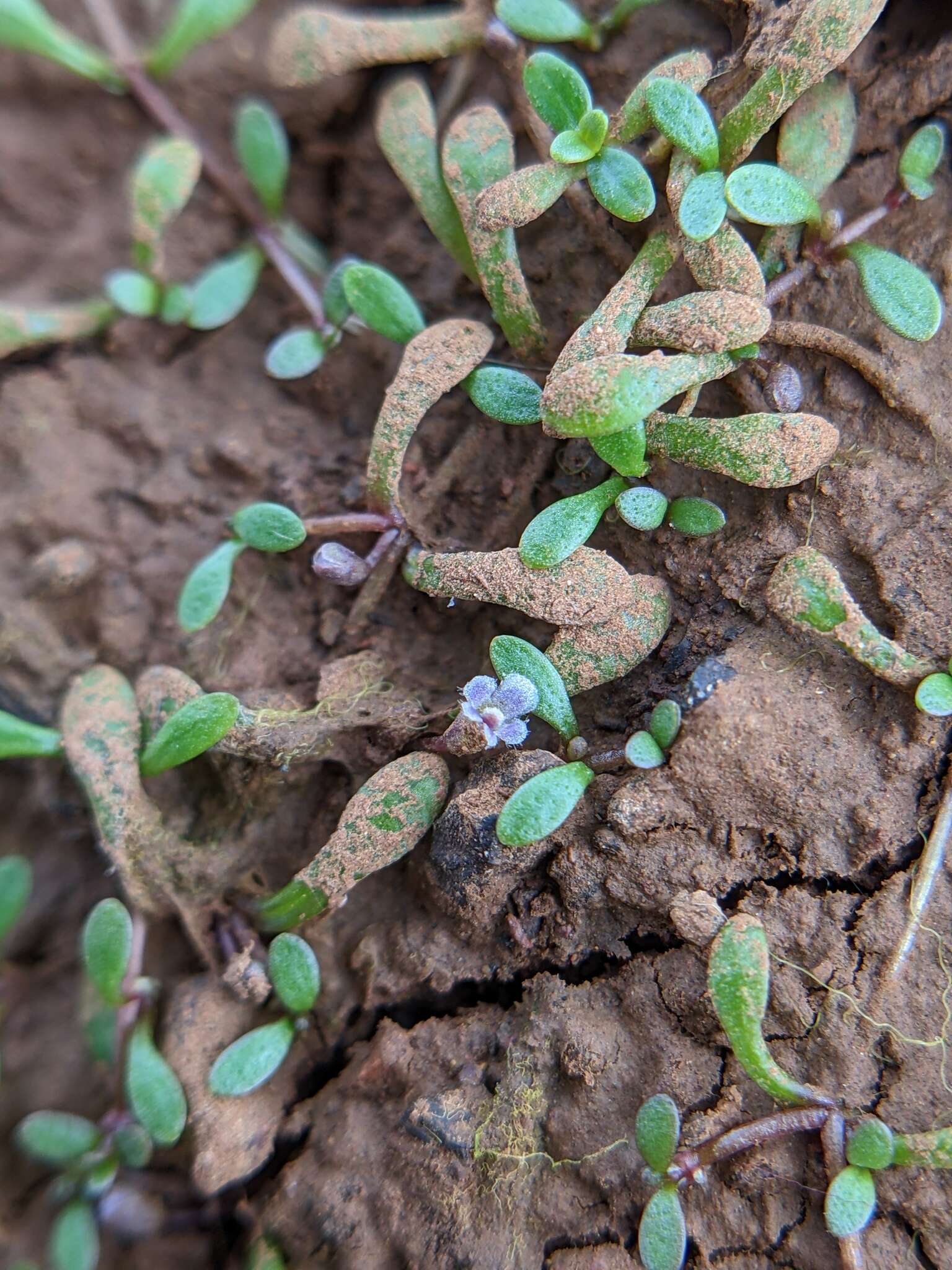 Imagem de Glossostigma diandrum (L.) Kuntze