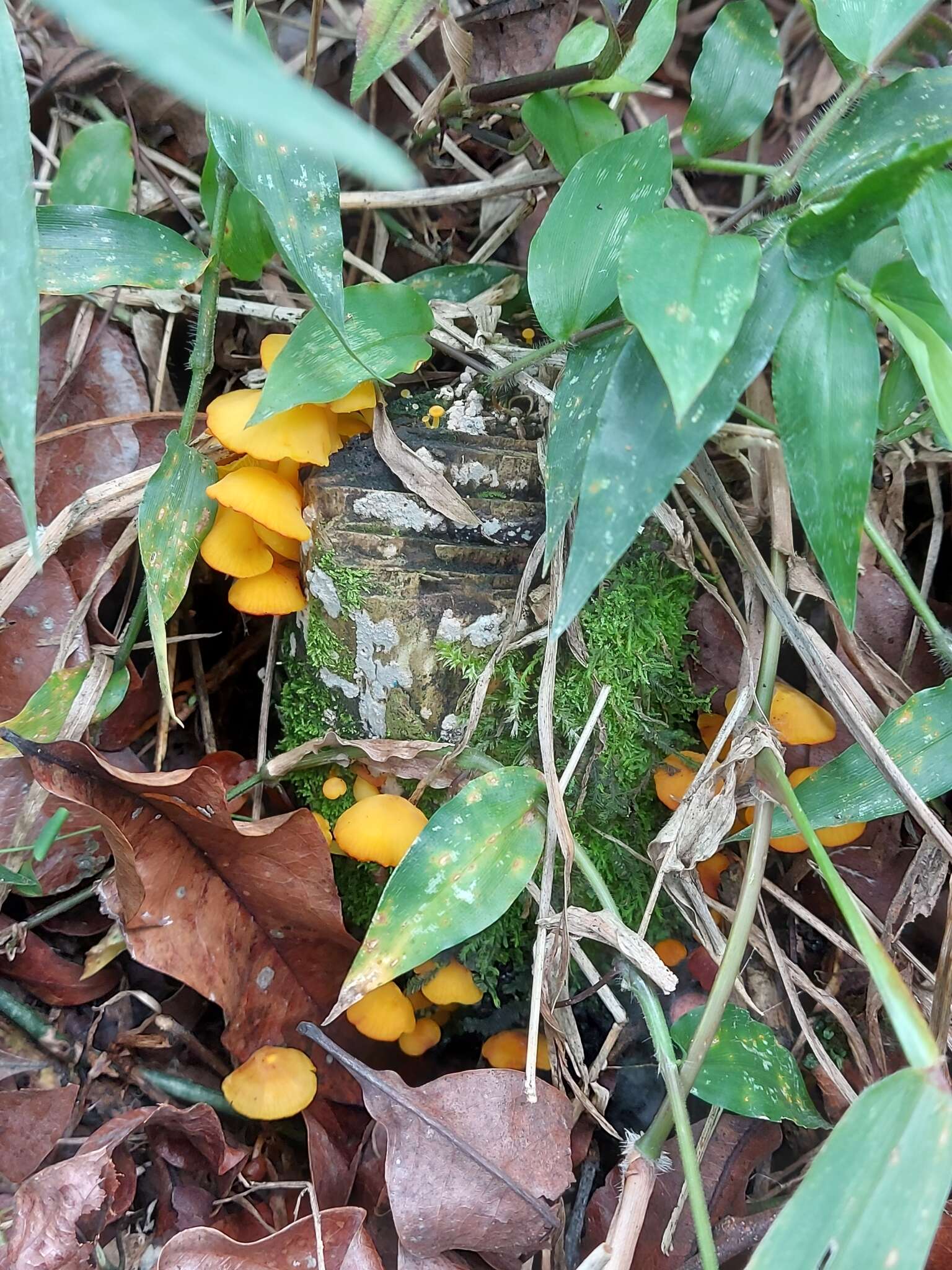 Image of Tricholomopsis aurea (Beeli) Desjardin & B. A. Perry 2017