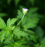 Image of Siberian geranium