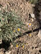 Image of <i>Erigeron <i>clokeyi</i></i> var. clokeyi