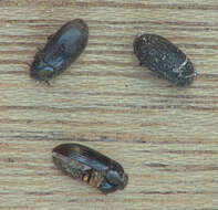 Image of Dark Flour Beetle