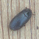 Image of Dark Flour Beetle