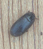Image of Dark Flour Beetle