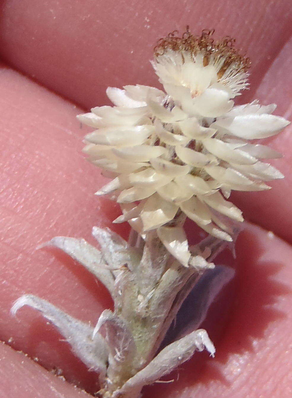 Image de Helichrysum altigenum Schltr. & Moeser