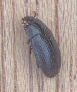 Image of Dark Flour Beetle