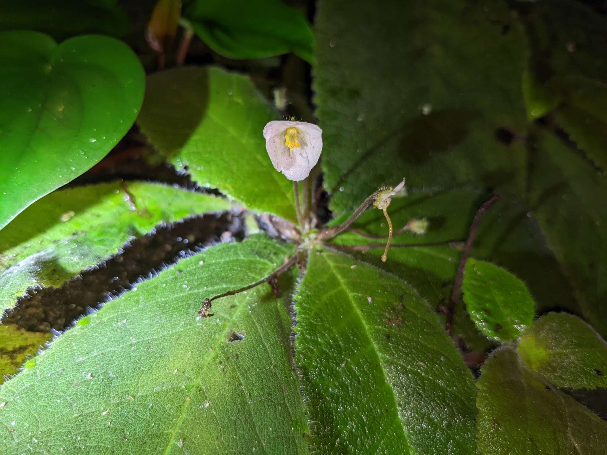 Image of Amalophyllon macrophyllum (Wiehler) Boggan, L. E. Skog & Roalson