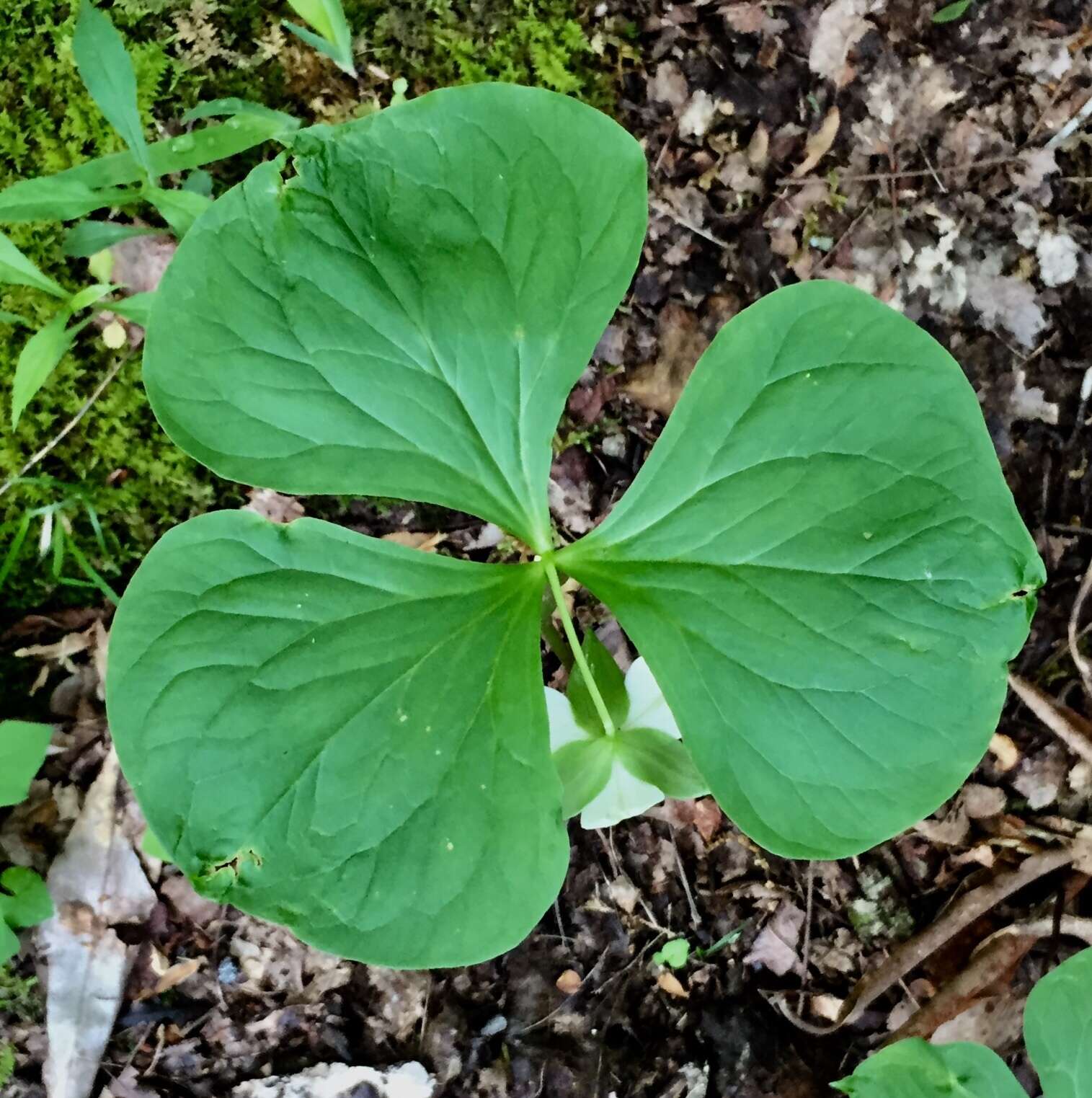 Imagem de Trillium rugelii Rendle