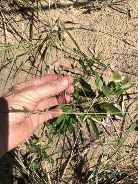 Image of Eragrostis interrupta P. Beauv.