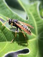 Image of European Paper Wasp