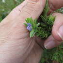 Imagem de Stemodia maritima L.