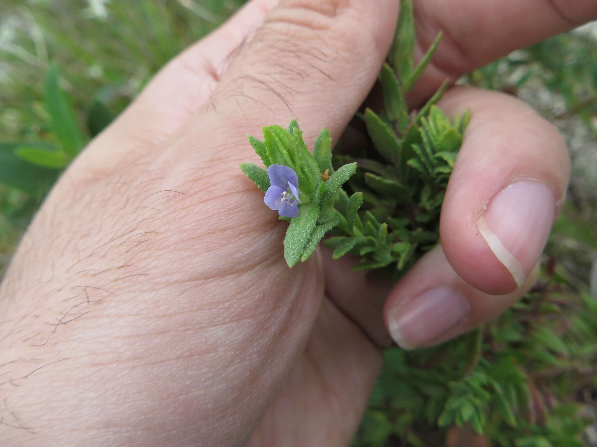 Imagem de Stemodia maritima L.