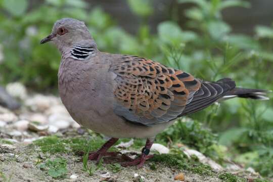 Image of turtle dove, european turtle dove