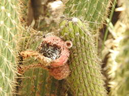 صورة Cleistocactus buchtienii Backeb.