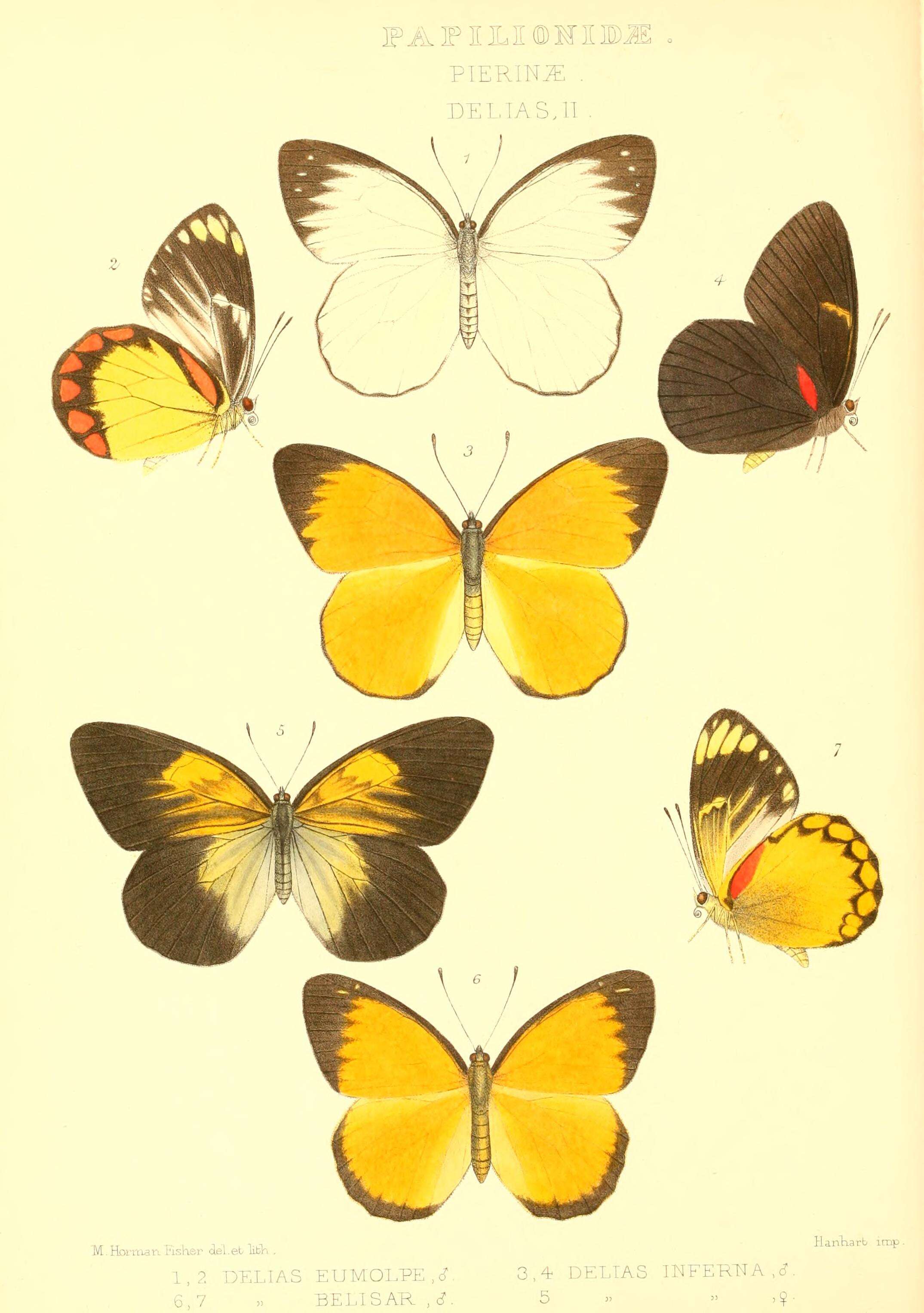 Image of Delias eumolpe Grose-Smith 1889