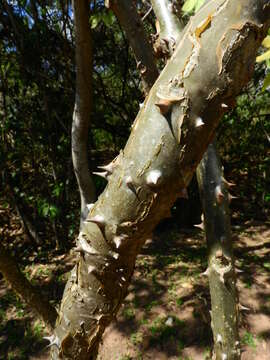 Image of Coral tree