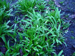 Image de Galanthus woronowii Losinsk.