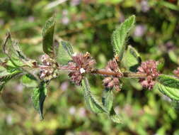 Image of wild mint