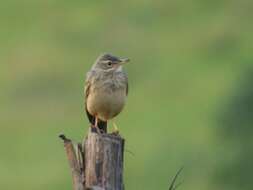 Image of Plain-backed Pipit