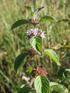 Image of wild mint