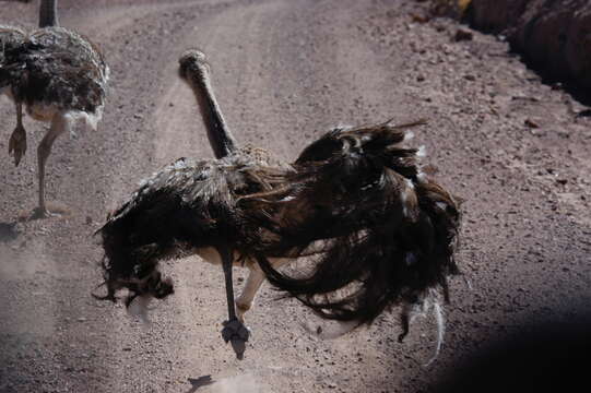 Image of Rhea pennata tarapacensis (Chubb & C 1913)