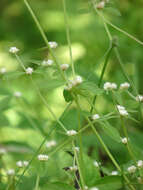 Image of sessile joyweed