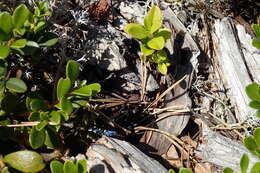 Image of eight-spotted Buprestis