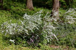 Image of spotted dead-nettle