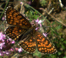 Plancia ëd Melitaea diamina