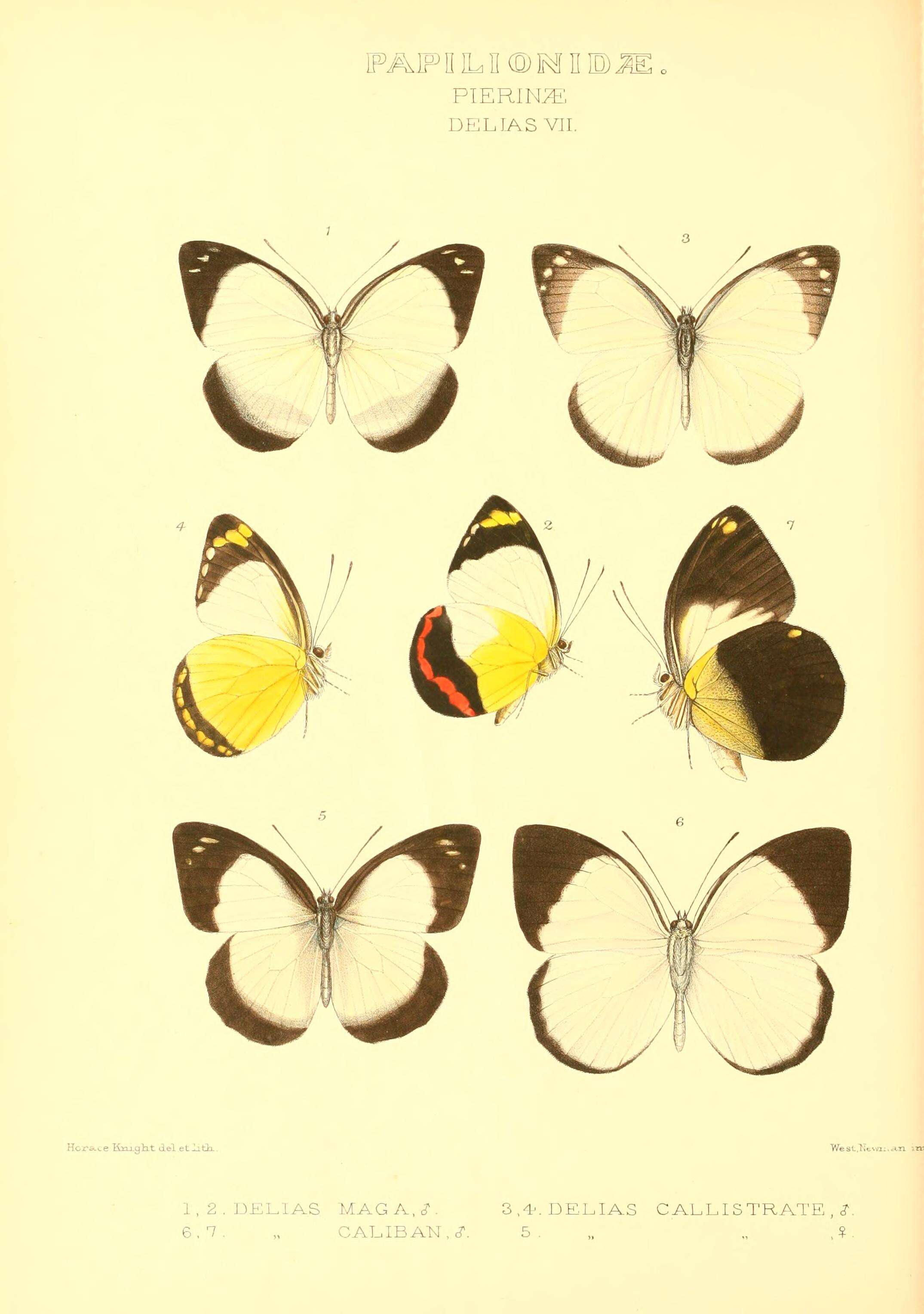 Image of Delias mysis (Fabricius 1775)