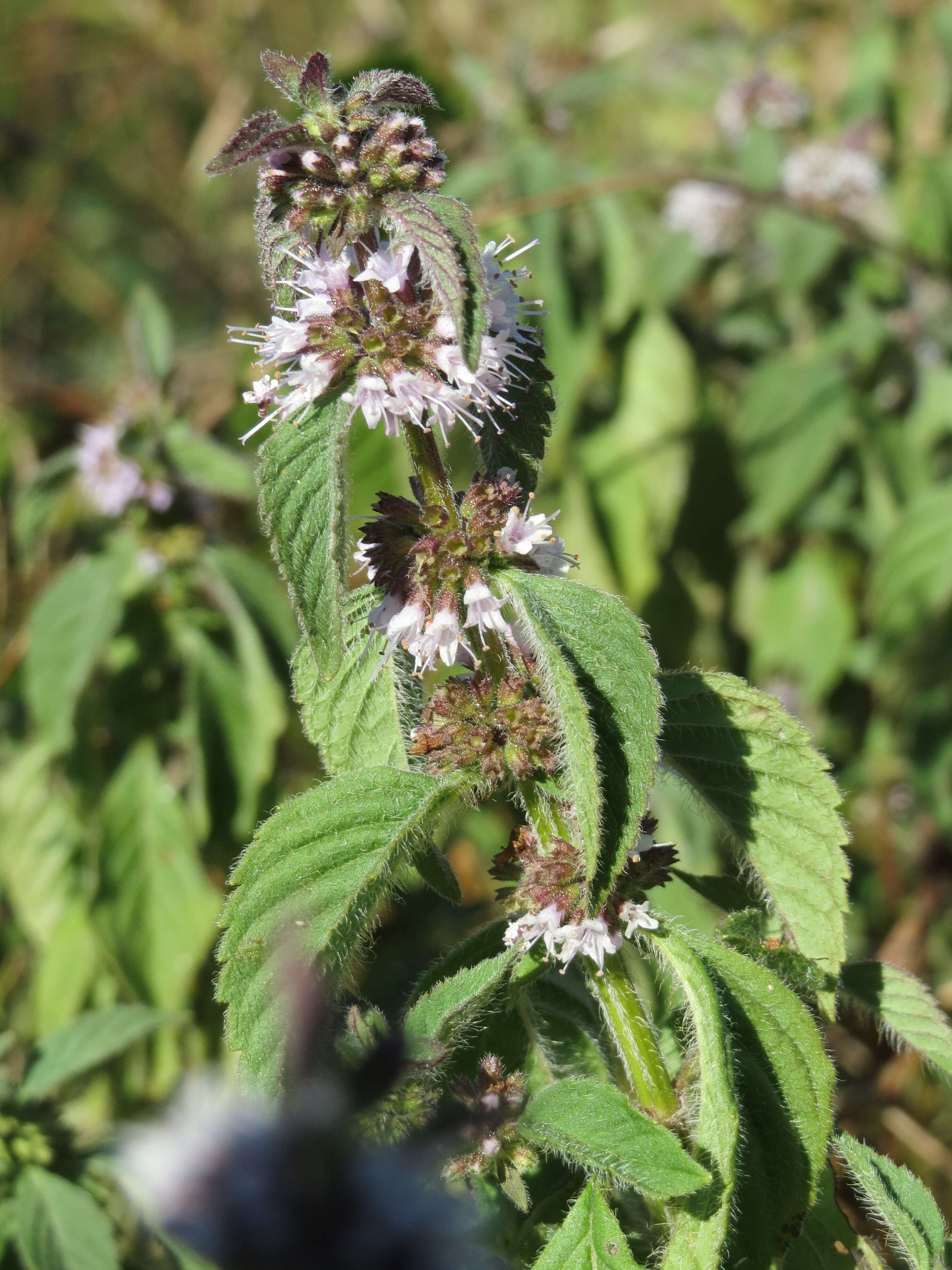 Image of wild mint