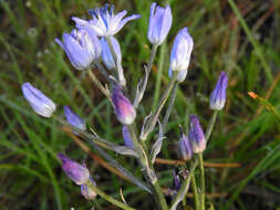 Hyacinthoides mauritanica (Schousb.) Speta resmi