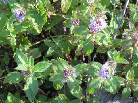 Image of wild mint