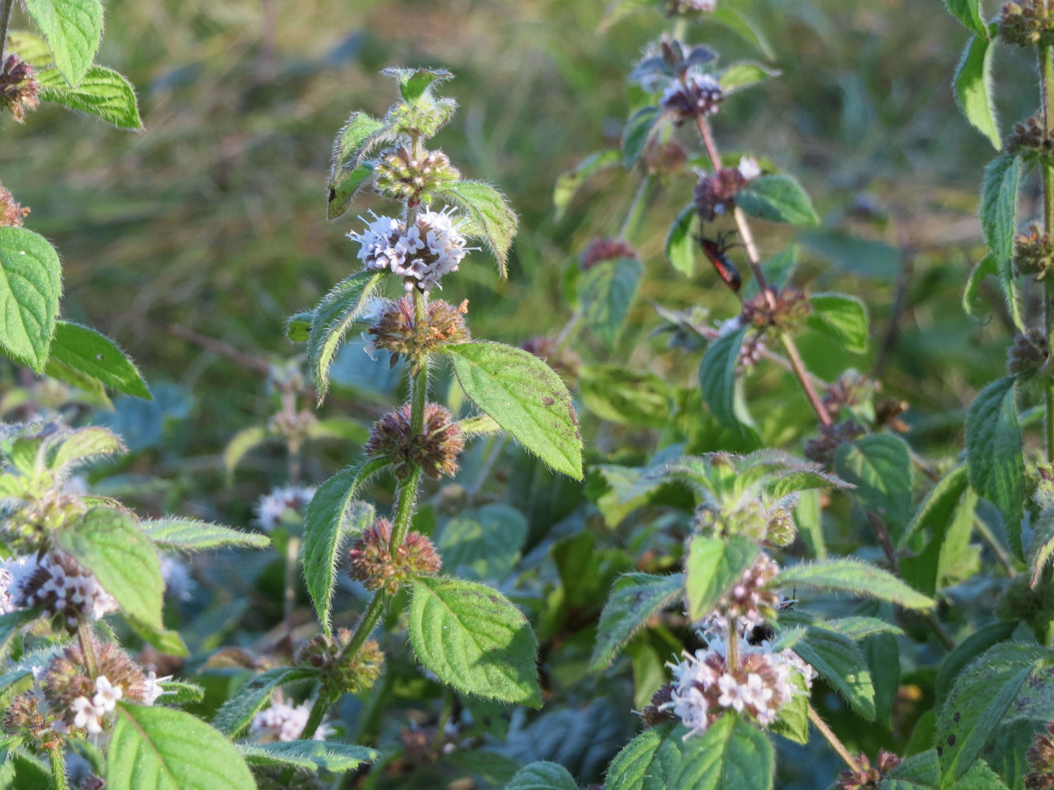 Image of wild mint