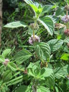 Image of wild mint