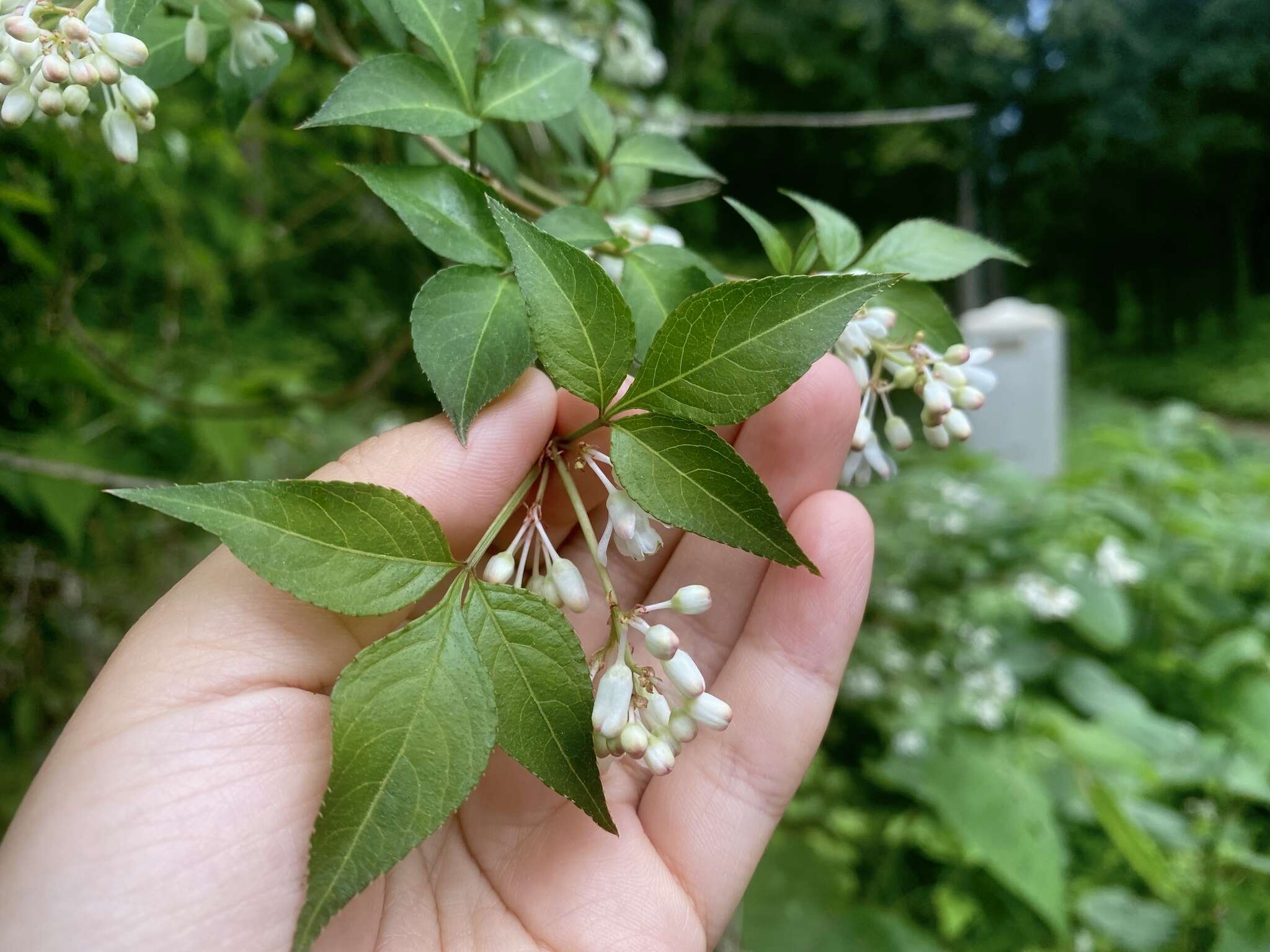 Image of Staphylea bumalda DC.