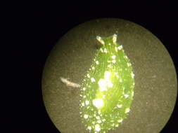 Image of Phyllaplysia engeli Er. Marcus 1955